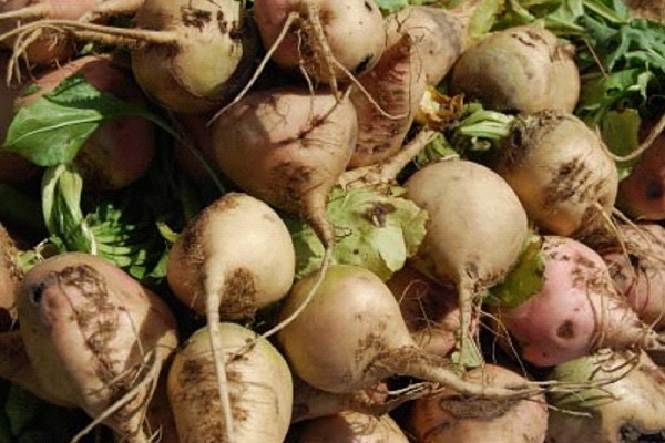 growing of root crops