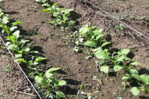 How and when to plant, grow and care for radish outdoors