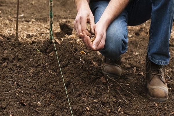 cultivado por semilla