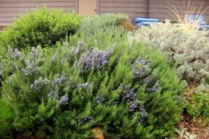 How to properly grow and care for rosemary outdoors in the middle lane