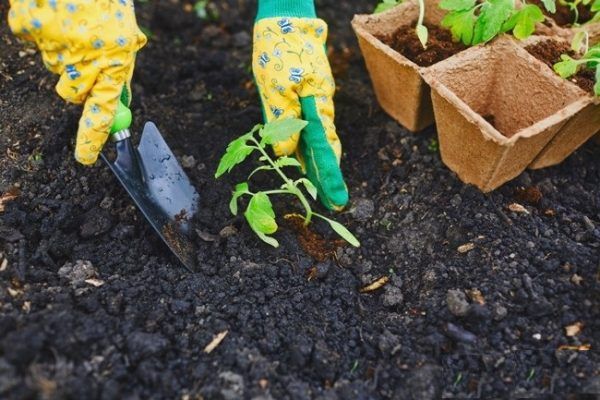 planting in soil