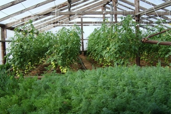 dill in the greenhouse