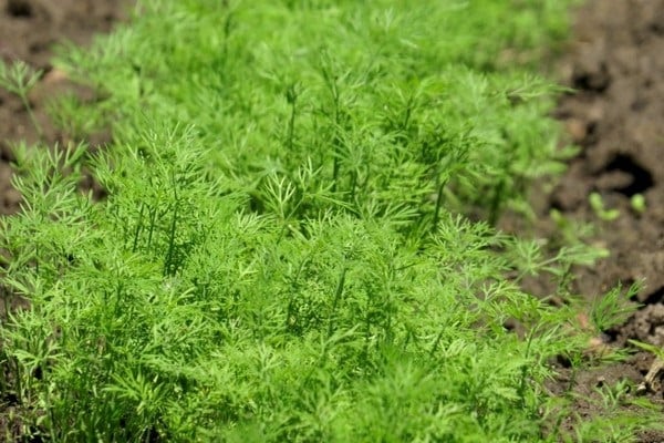 How to properly grow and care for dill in a greenhouse in winter