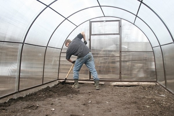 How to properly grow and care for dill in a greenhouse in winter