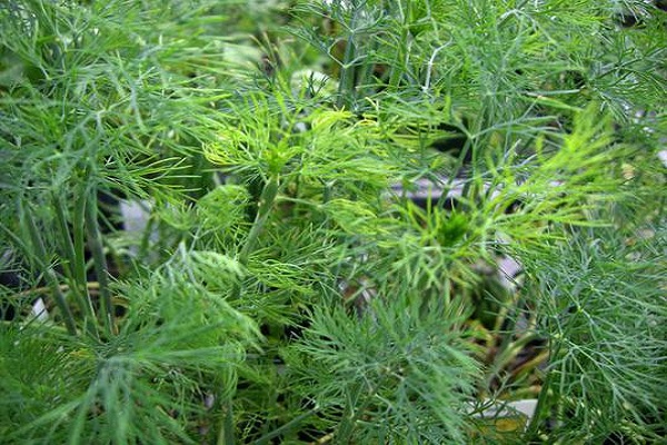 fusarium wilting