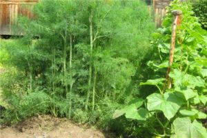 How to grow and care for dill in the open field, how many days it will take