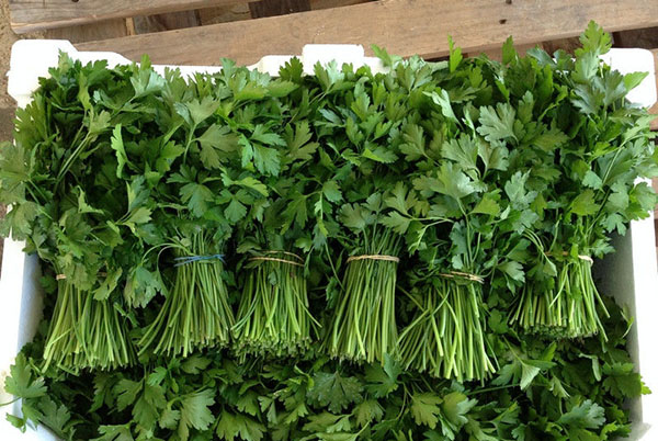 drying cilantro