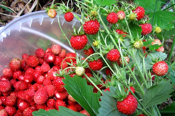 wild strawberry