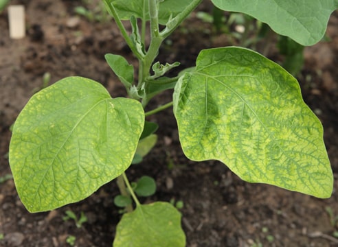 enfermedad de las plantas