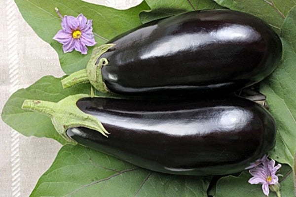 aspect d'aubergine