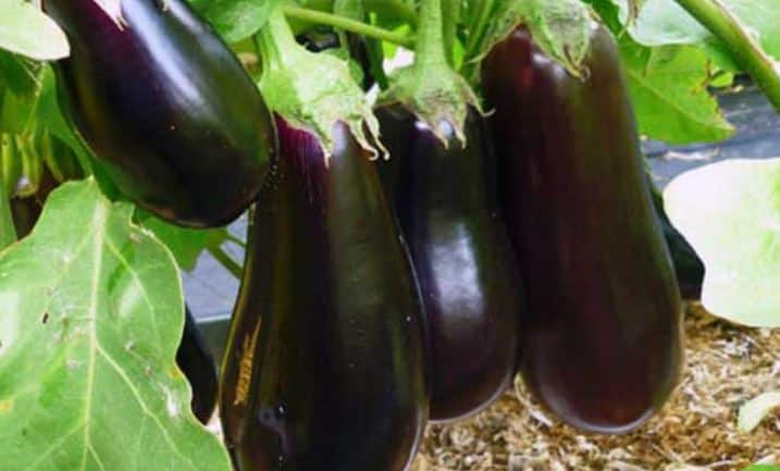 pâte d'amande d'aubergine