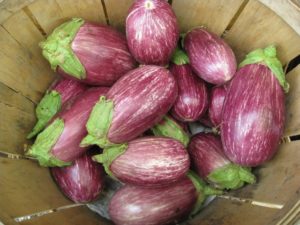 Description de la variété d'aubergine Matrosik, ses caractéristiques et sa productivité