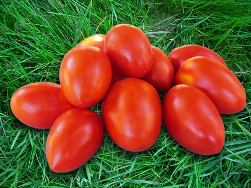 Hechicero del jardín de tomates