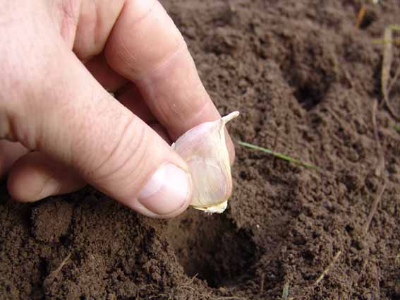 planting garlic