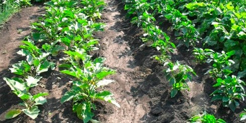 plants d'aubergine