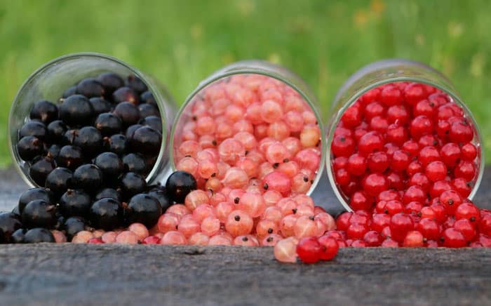 different currants