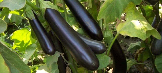 eggplant Russian Bogatyr