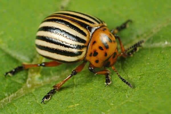 Colorado beetle