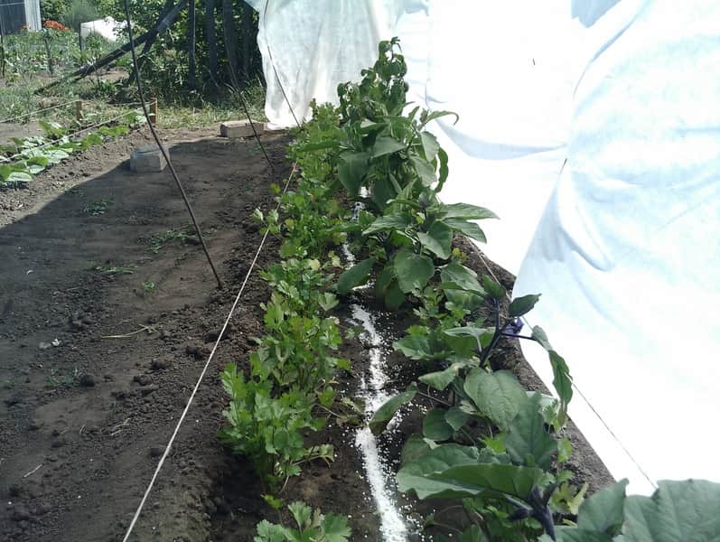 feeding eggplants