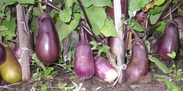 Phytoplasmose sur l'aubergine