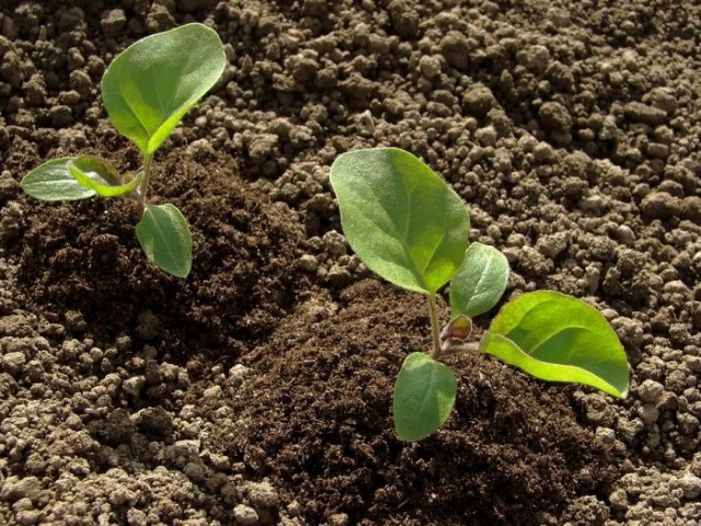 Preparing seedlings for transplanting