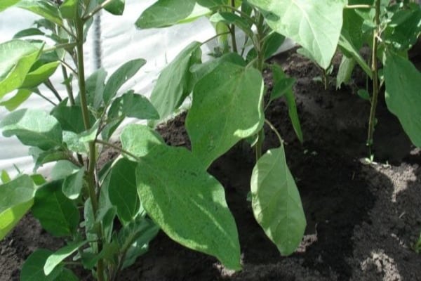 eggplant bushes