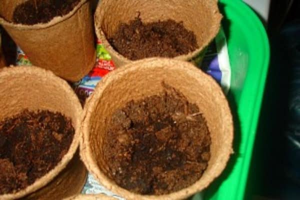 soil for seeds