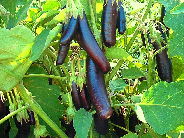 Marché d'aubergines King F1