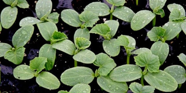 cucumber seedlings