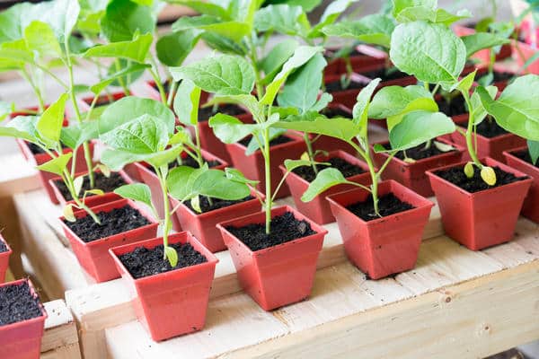 eggplant seedlings in a pot