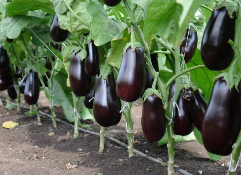 aubergine épique