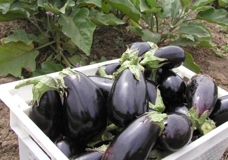 picking eggplant