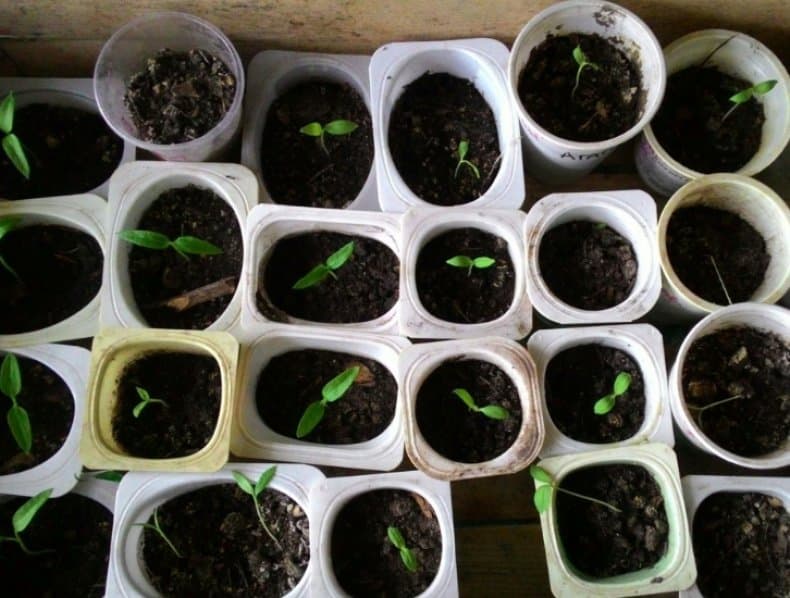 seedlings in a glass