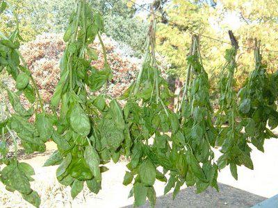 basil brooms