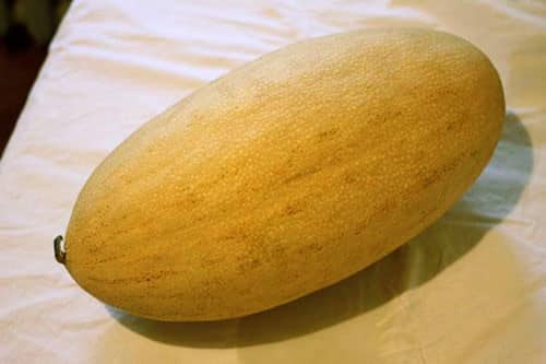 torpedo de melón