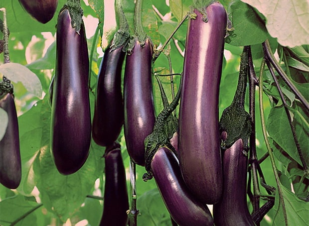 Prince d'aubergine