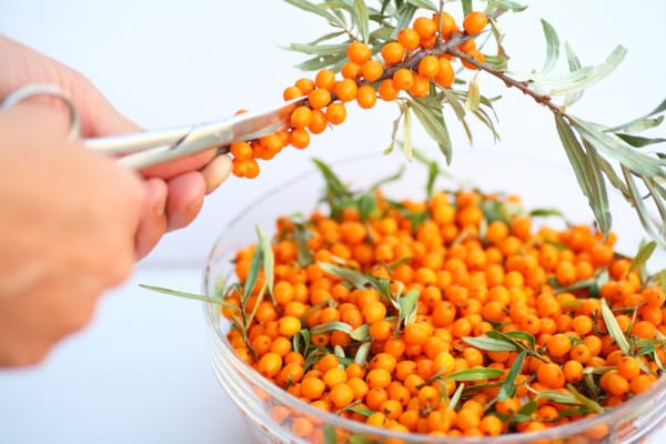 sea ​​buckthorn processing