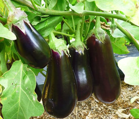 Eggplant Universal 6