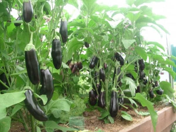 eggplant on bushes