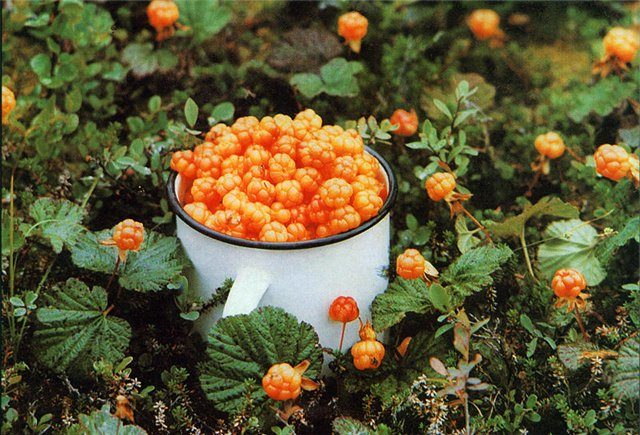 cloudberries for compote