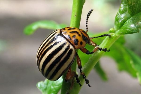 escarabajo de patata