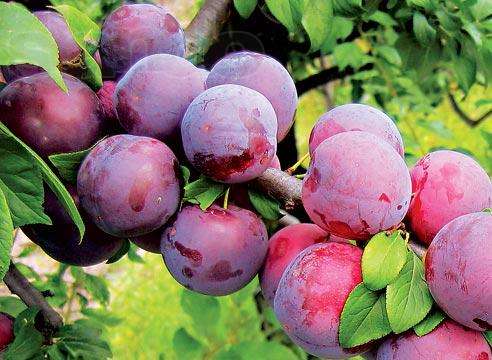 ripe cherry plum