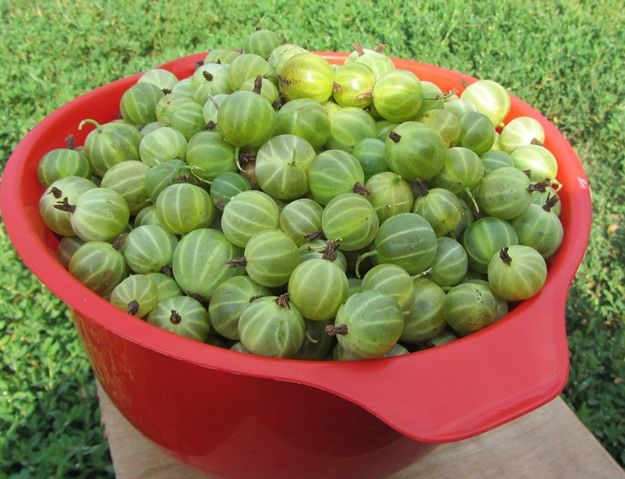 buah gooseberry dalam mangkuk