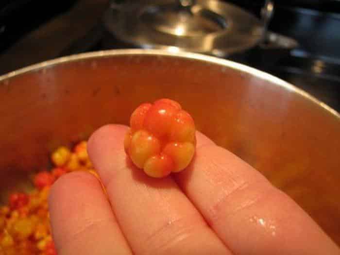 cloudberry in hand