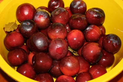 plums in a bowl