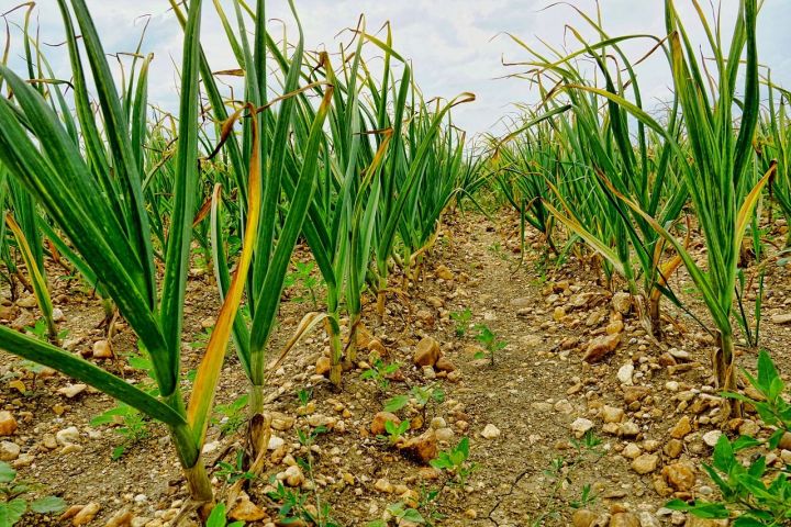 ripening of garlic