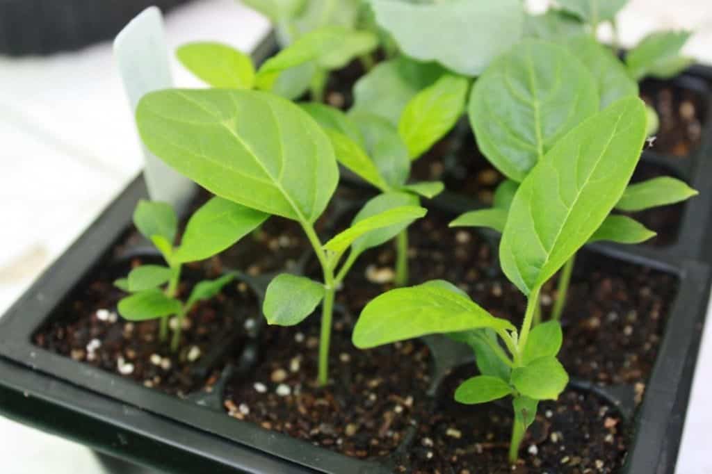 seedlings in a box