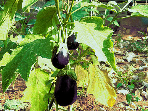 maladie de l'aubergine