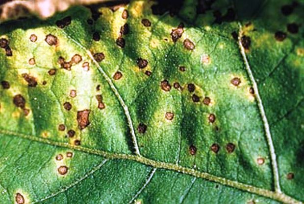 eggplant diseases