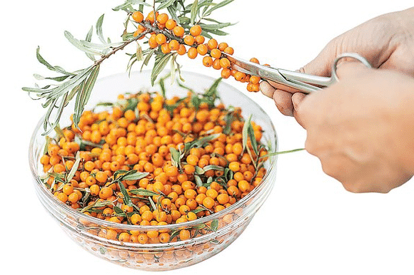 ripe sea buckthorn